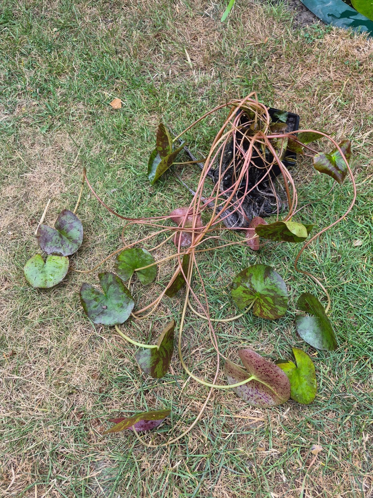 water lelie klein, Tuin en Terras, Planten | Tuinplanten, Ophalen, Vijverplanten