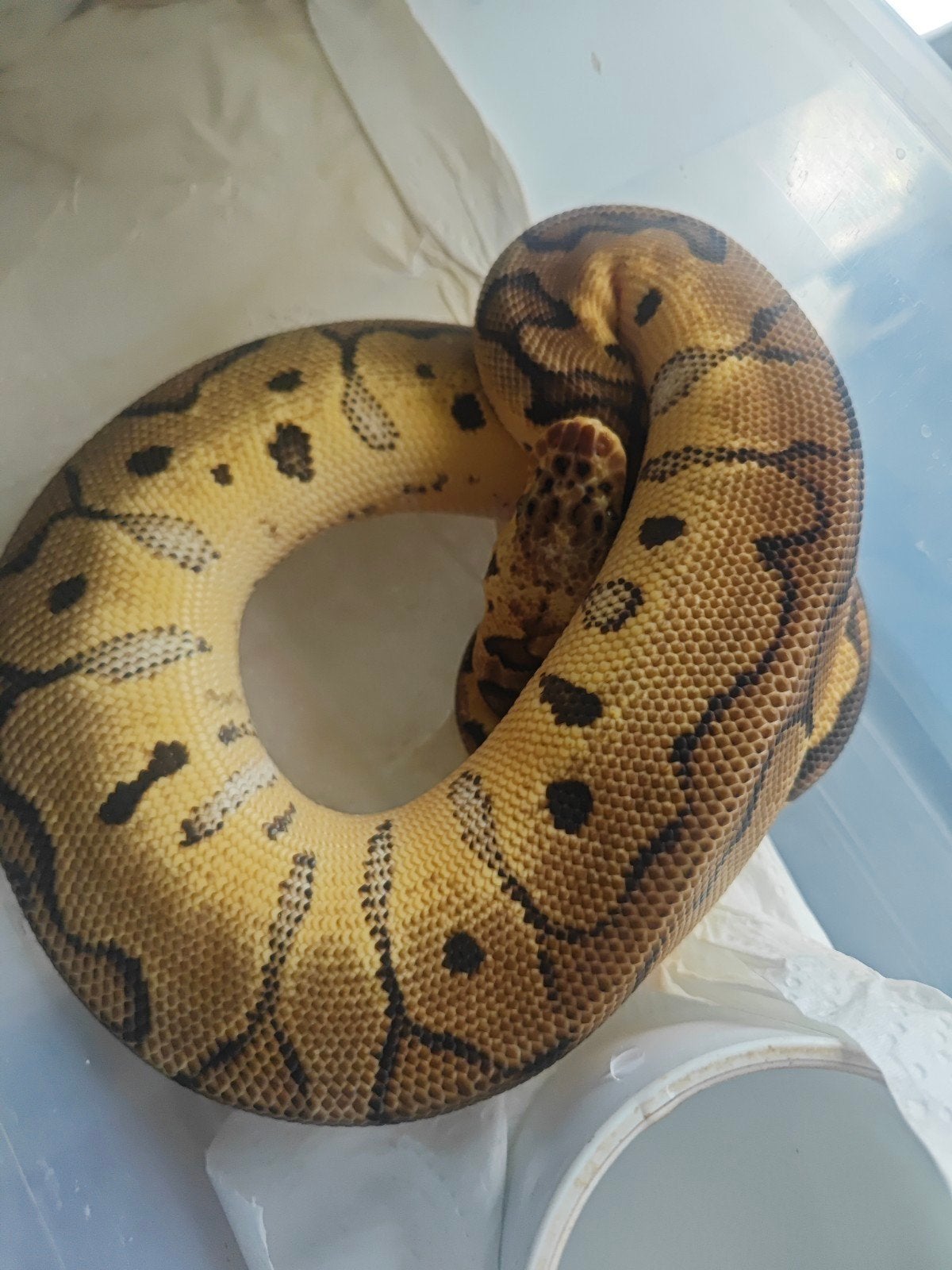 Pythons Regius Ball Python photo 8