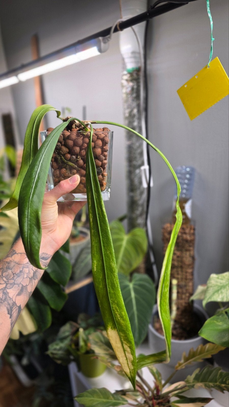 Anthurium vittarifolium variegated, Ophalen of Verzenden