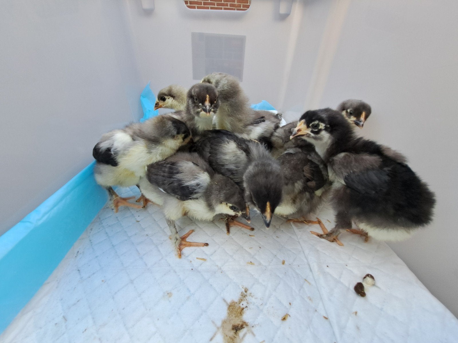 Marans kuikens