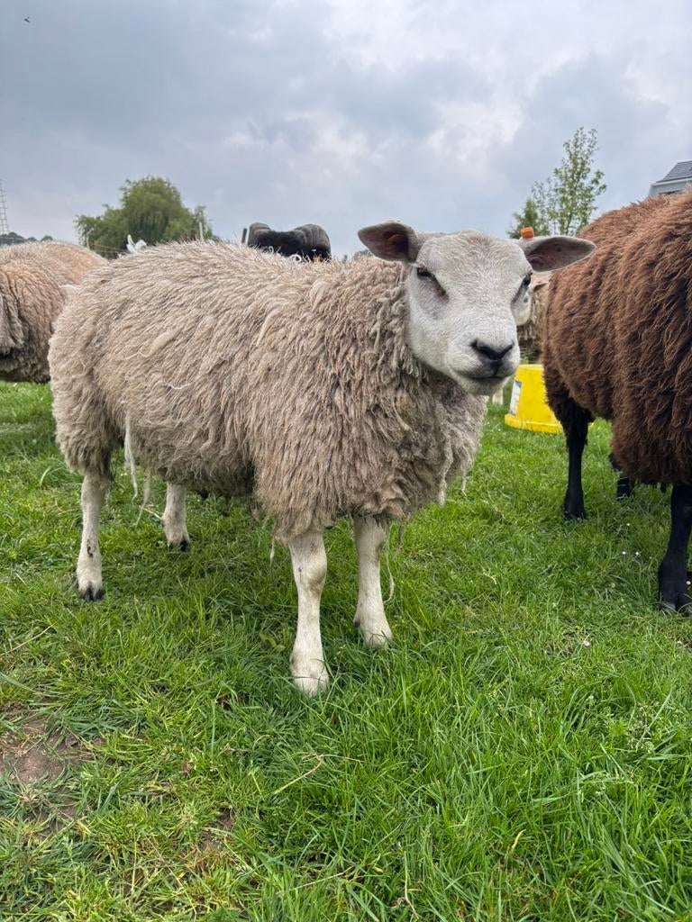 Jonge texelram, Mannelijk, Schaap, 0 tot 2 jaar