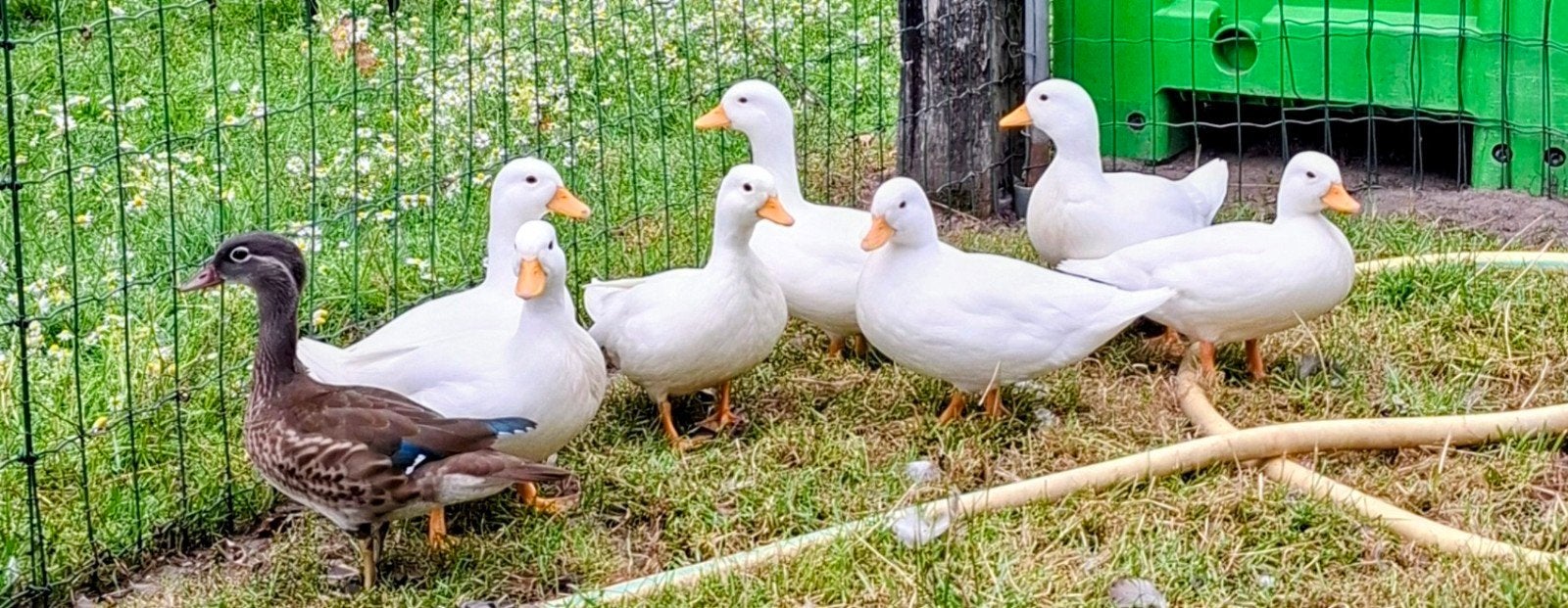 Eenden Hollandse kwakers, Dieren en Toebehoren, Meerdere dieren, Eend