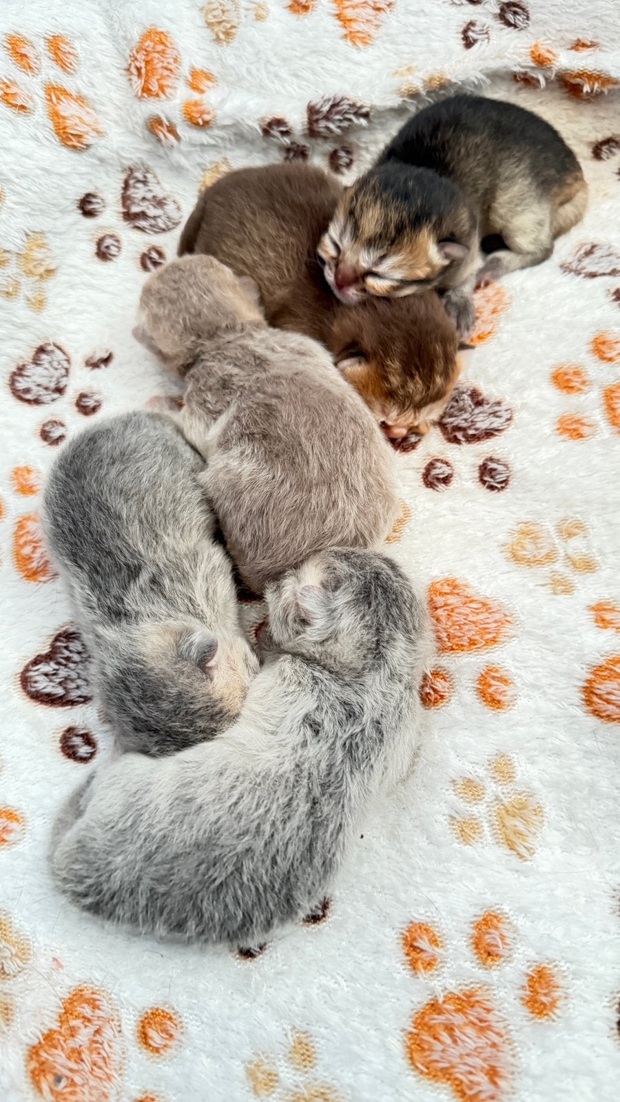 Prachtige Brits korthaar kittens, Animaux & Accessoires, Chats & Chatons | Chats de race | Poil ras, Plusieurs animaux, 0 à 2 ans