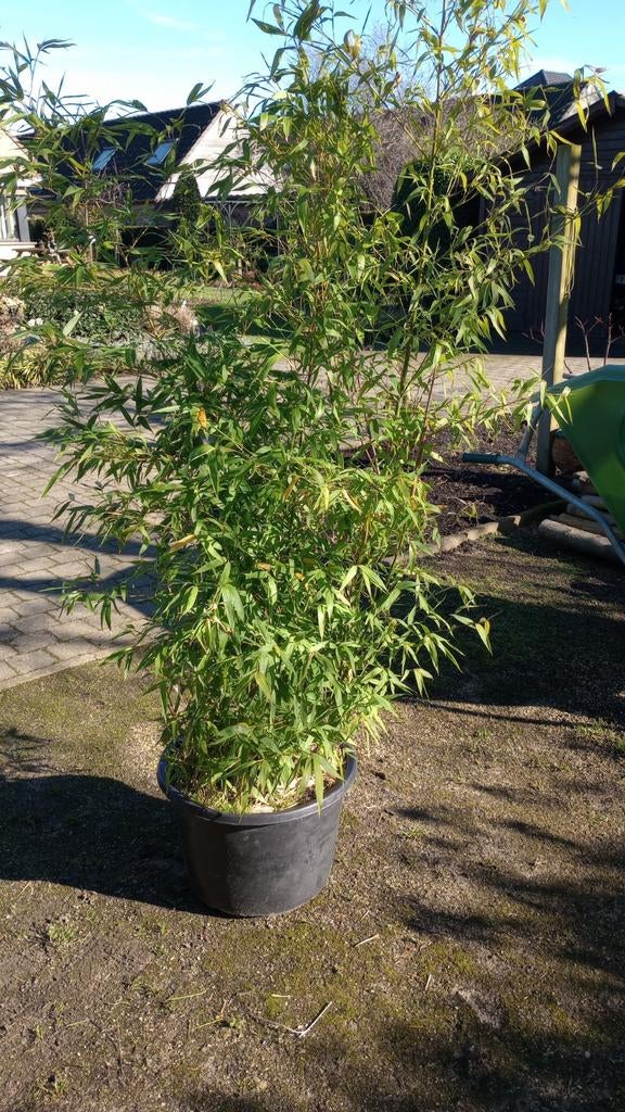 Haag planten , bamboe, Tuin en Terras, Ophalen