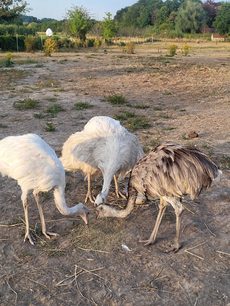 Nandoes, Dieren en Toebehoren, Overige Dieren, Juli