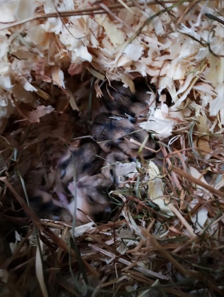 Hamsters, Dieren en Toebehoren, Juni, Meerdere dieren, Hamster