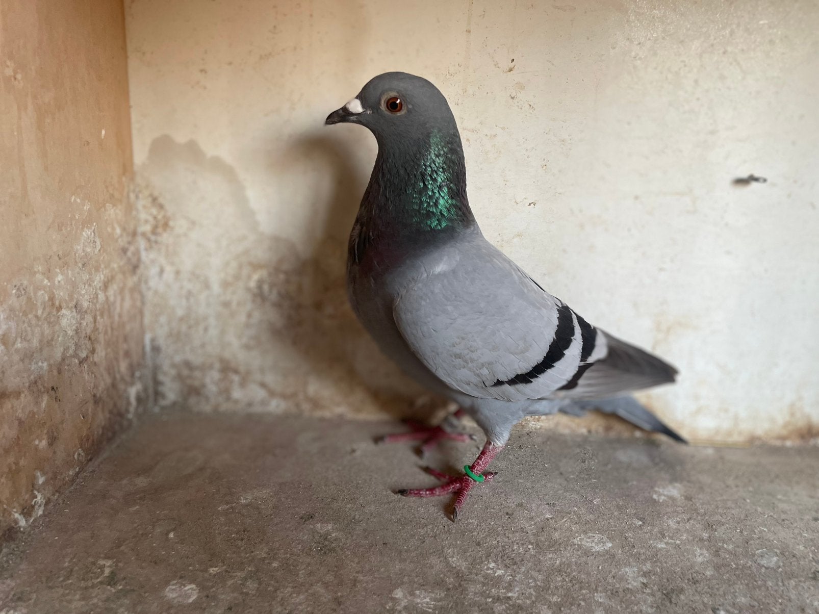 Kweekduivin, Animaux & Accessoires, Oiseaux | Pigeons