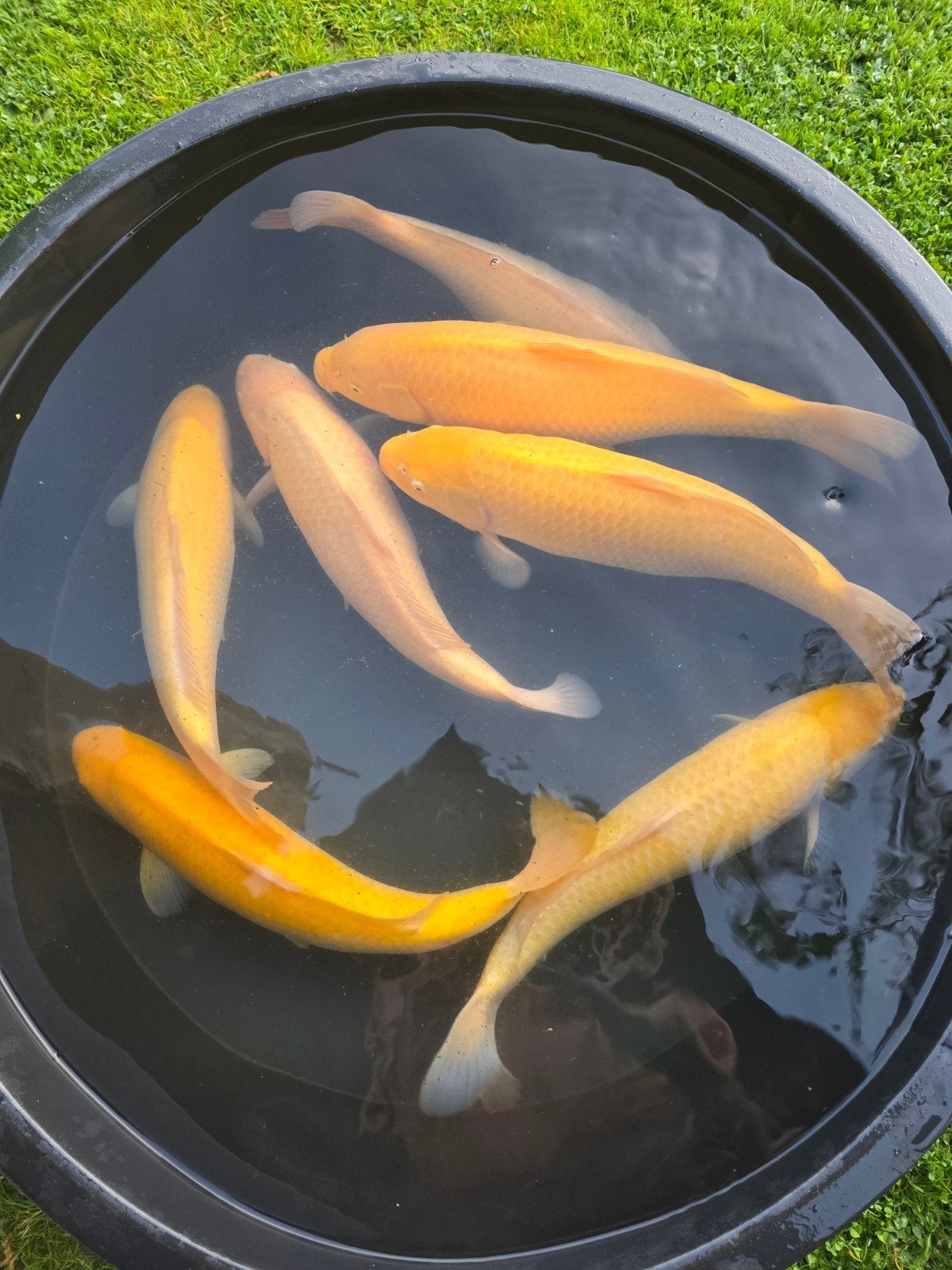 Yagenji Jumbo Karashigoi Nisaï 50-60 cm, Tickets & Billets