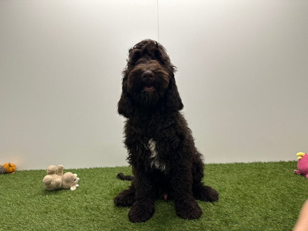 Cockapoo puberpups