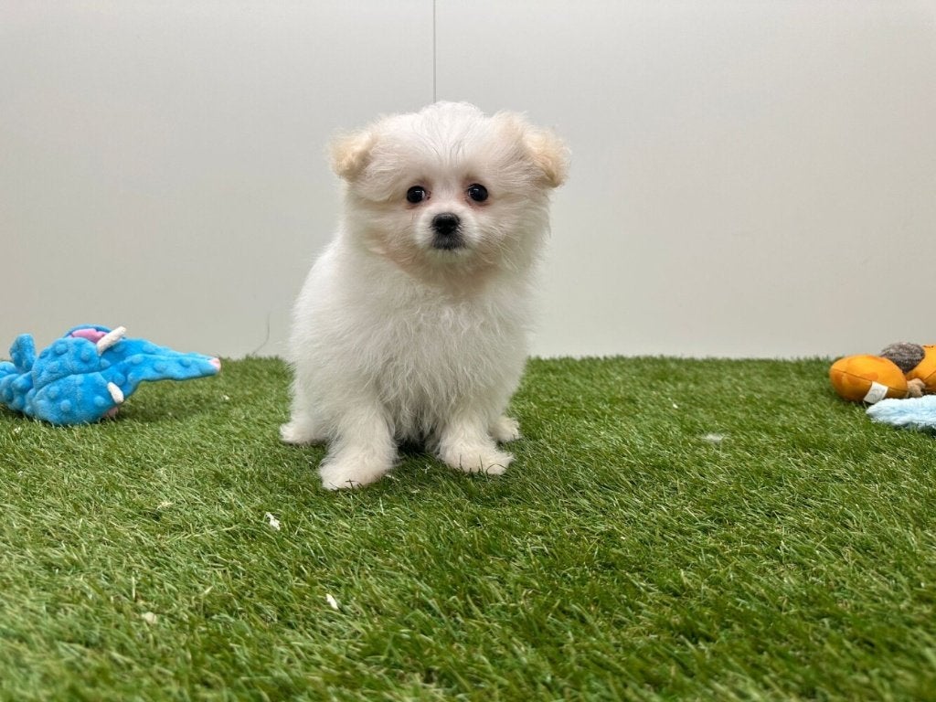 Pom Frisé pups (Bichon Frisé x Pomeriaan), België, 8 tot 15 weken, Parvo, Meerdere