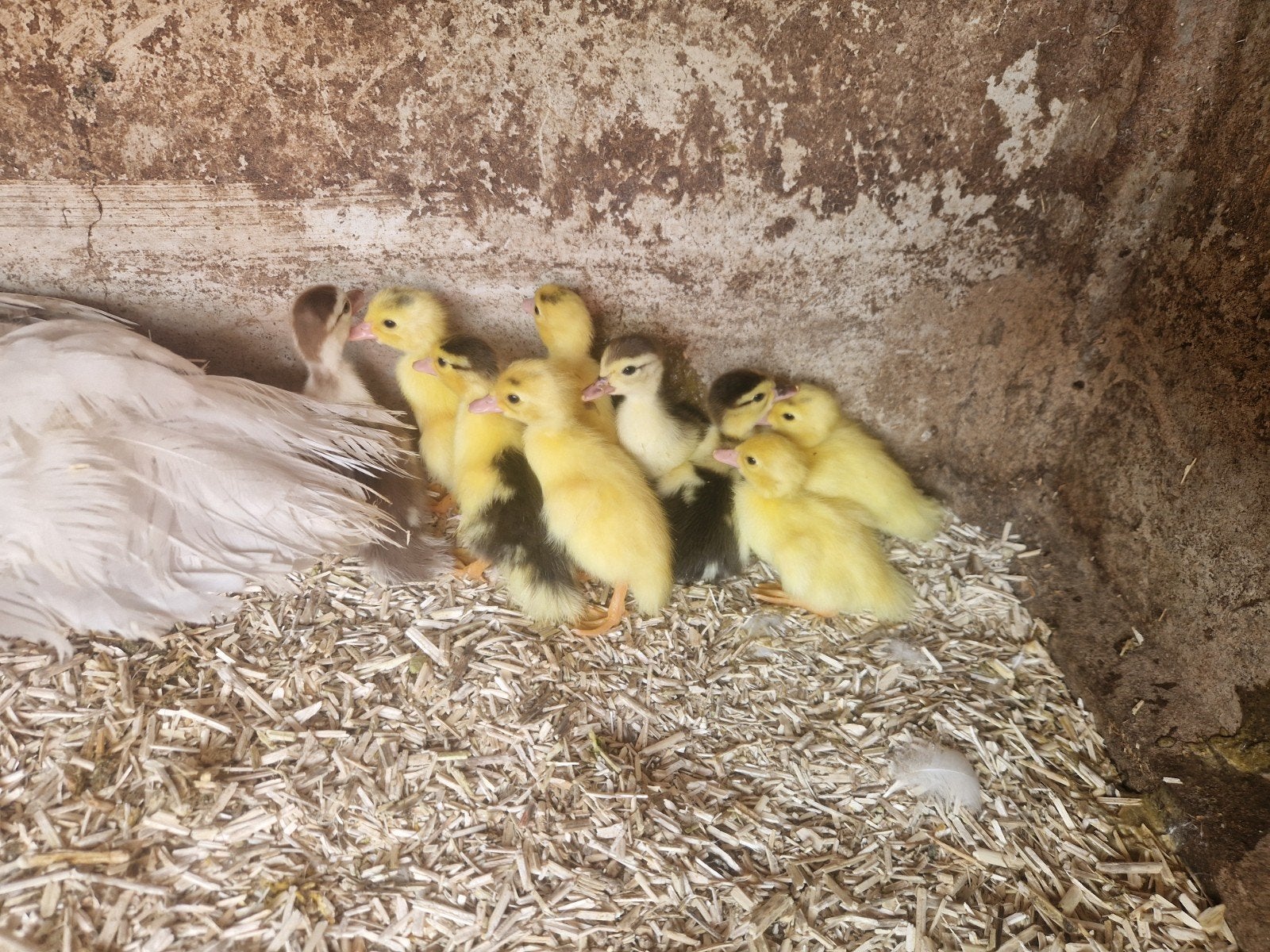 Barberie eenden eendagskuikens, Plusieurs animaux, Canard
