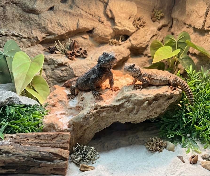 Doornstaartagaam/uromastyx duo 0.0.2, Dieren en Toebehoren, Reptielen en Amfibieën, Hagedis, 0 tot 2 jaar, Tam