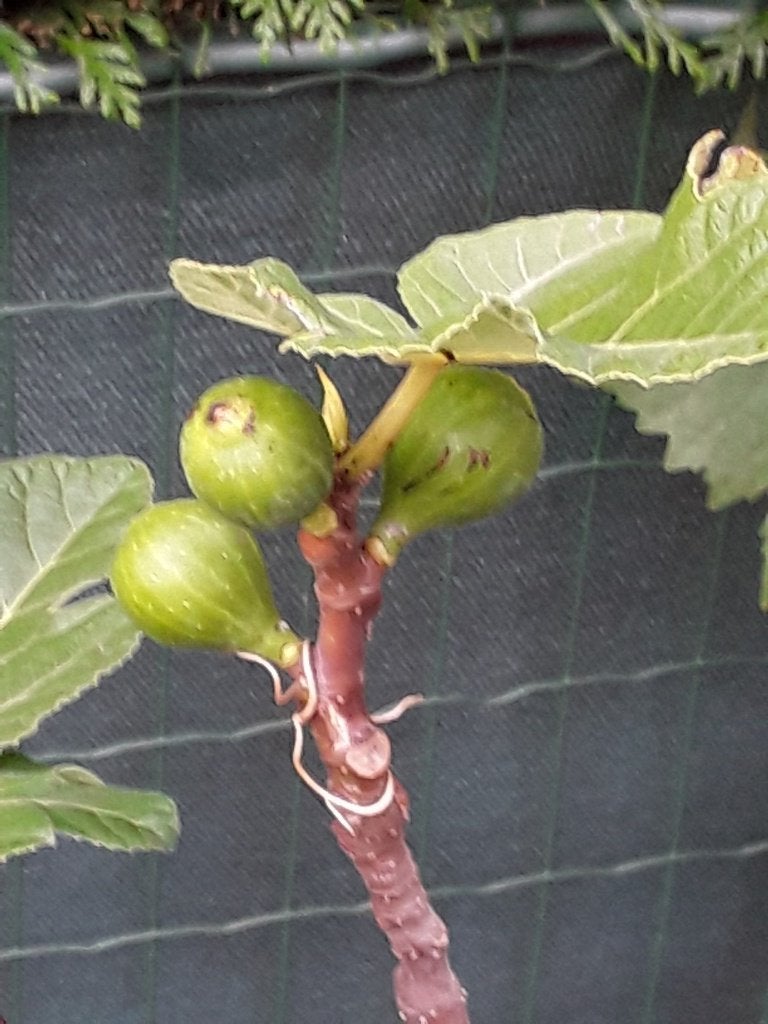 vijgeboom in kuip van 50 liter, Ophalen, Lente, Volle zon, In pot