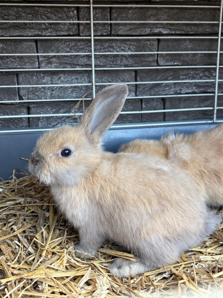 Nederlandse hangoorkonijntjes, Dieren en Toebehoren, Geslacht onbekend, Middelgroot, Hangoor, 0 tot 2 jaar