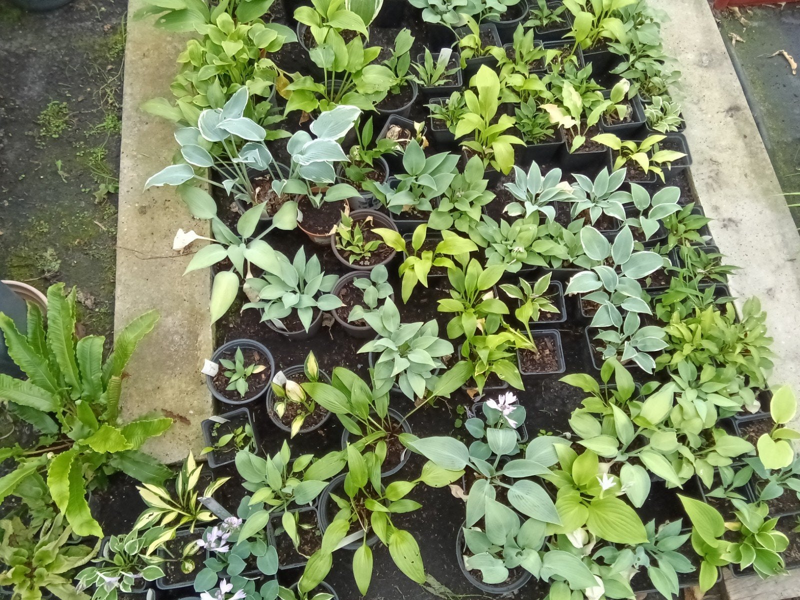 Hosta's, Tuin en Terras, Ophalen
