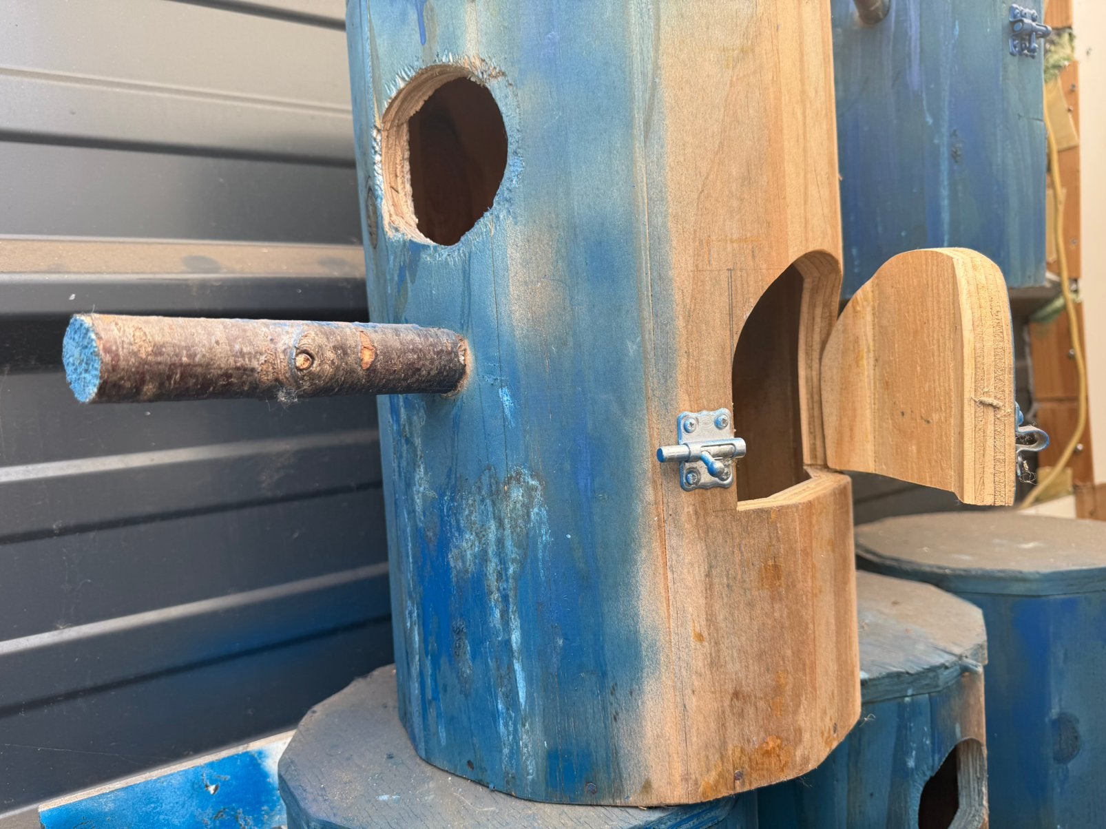 Prachtige nesten vr ringpapegaaien, papegaai, Papegaai
