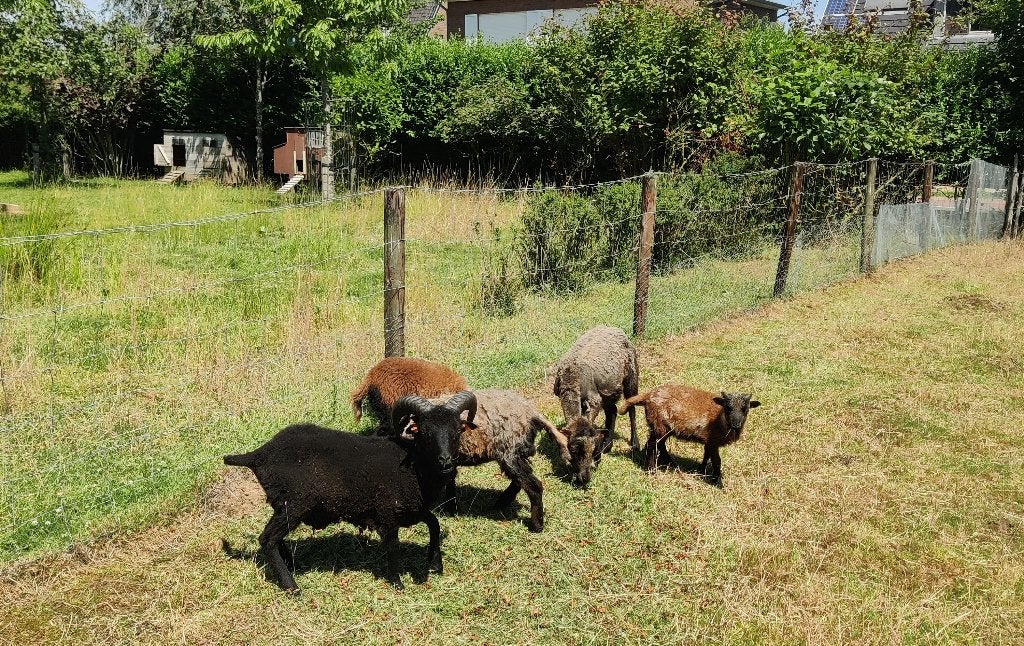 1 Ouessant rammetje, Dieren en Toebehoren, Mannelijk, Schaap, 0 tot 2 jaar
