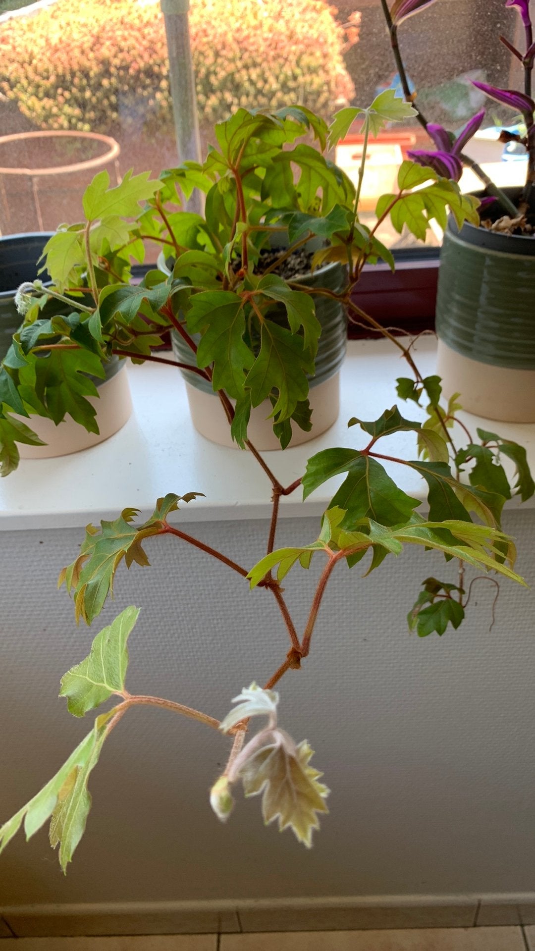 Eikenblad klimop zonder de pot, Tuin en Terras, Ophalen
