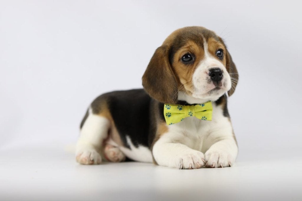 Beagle pups, gecontroleerde ouders, Parvo, België, Beagle, 8 tot 15 weken