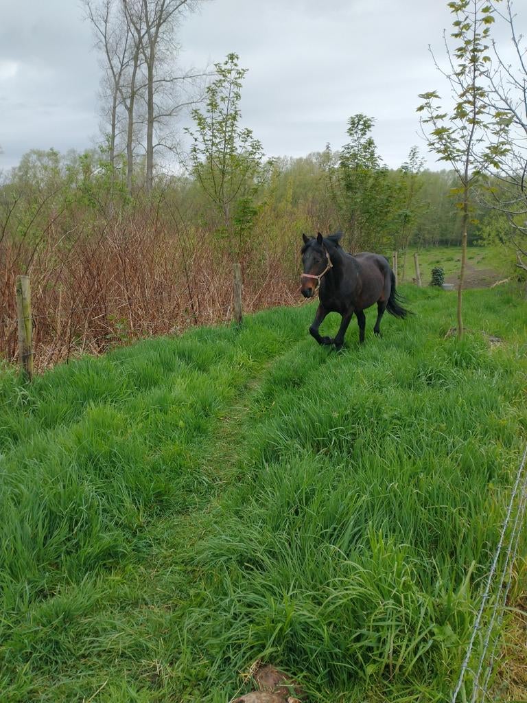 Te koop 10 jarig draver super brave hengst nooit gekoerst, Dieren en Toebehoren, Paarden, Hengst