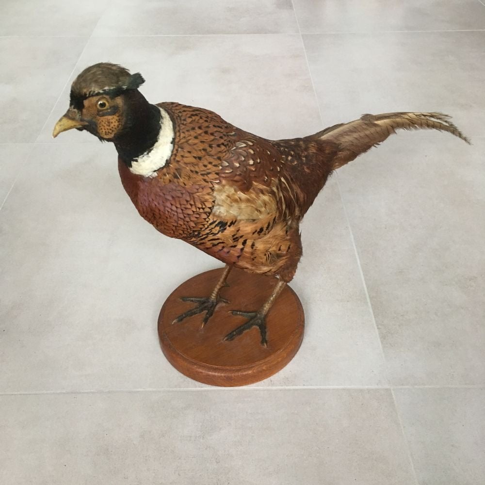 Opgezette fazant, staand op plankje - taxidermie, Enlèvement ou Envoi, Utilisé, Oiseaux, Animal empaillé
