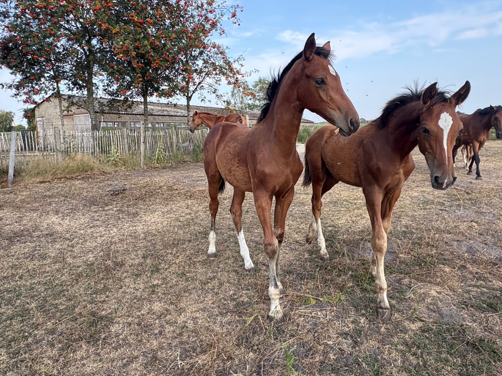 Kleindochter van grand prix merrie fine kiss te koop, Animaux & Accessoires, Chevaux, 0 à 2 ans, Avec pedigree, Jument, Non dressé