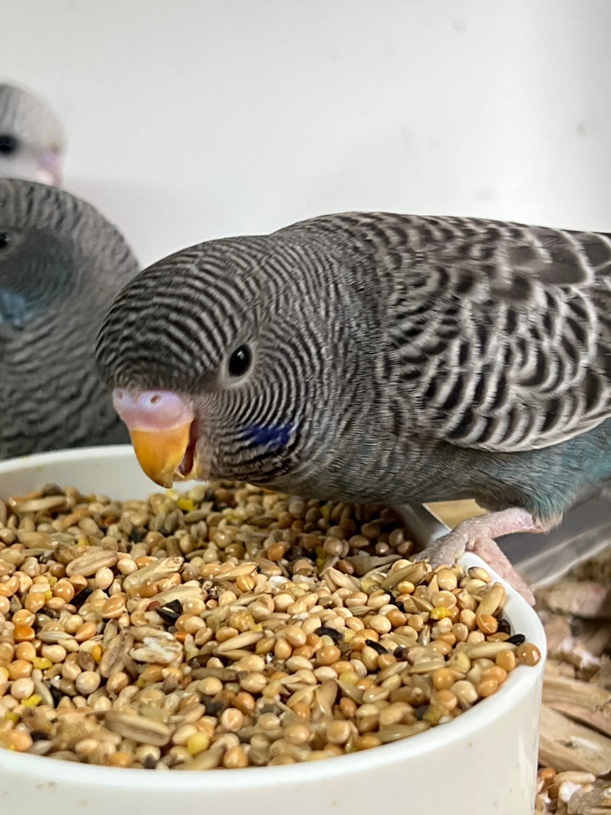 Blackface, Dieren en Toebehoren, Vogels | Parkieten en Papegaaien