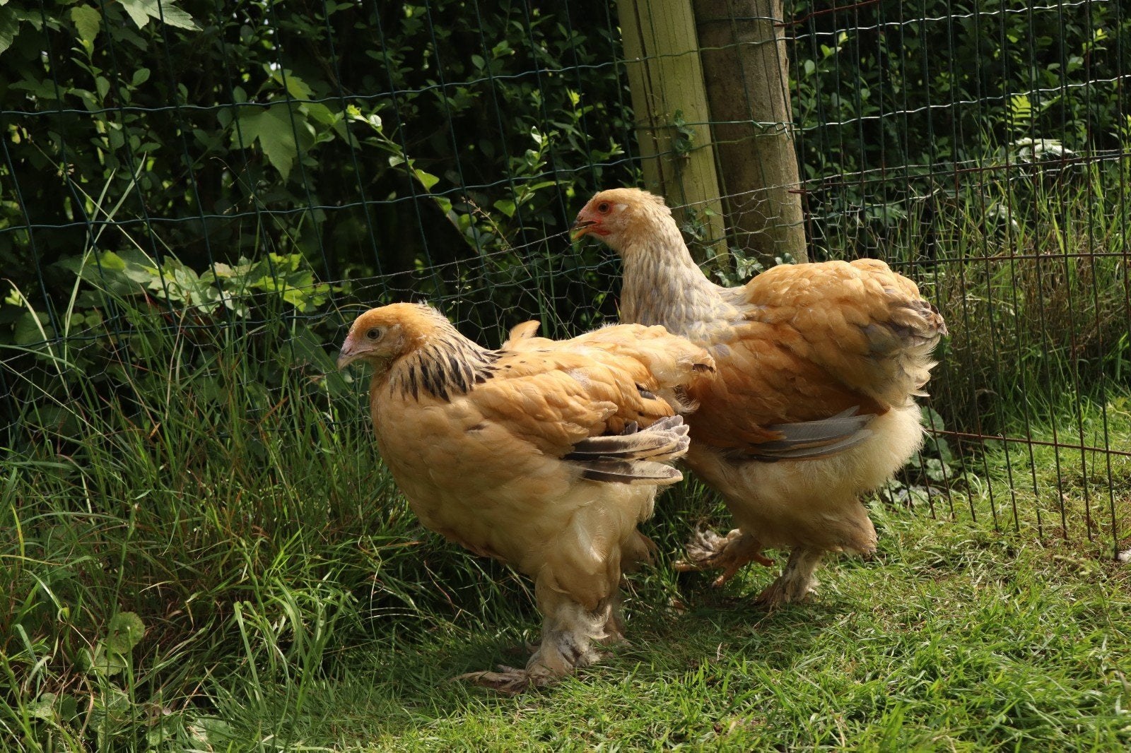 Brahma groothoender, Dieren en Toebehoren, Pluimvee, Meerdere dieren