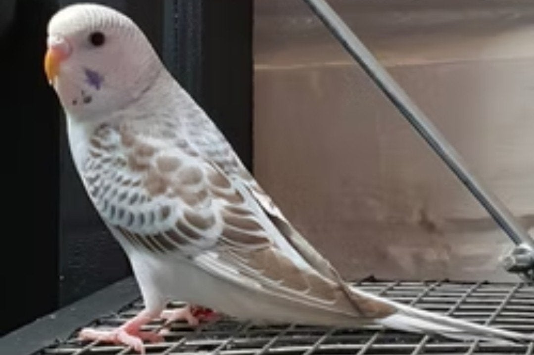 gezocht cinnamon grey grasparkiet, Dieren en Toebehoren