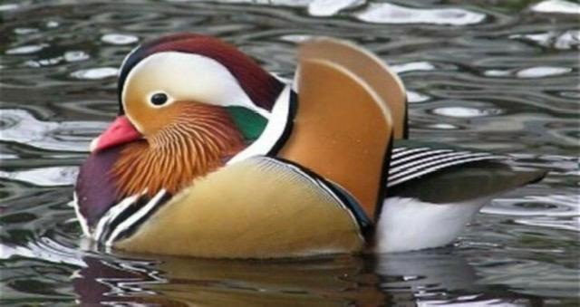 Blonde en witte mandarijnen van dit jaar, Meerdere dieren, Eend
