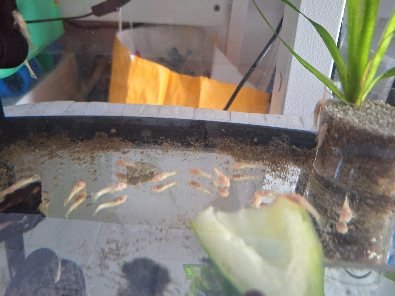 Albino ancistrussen.