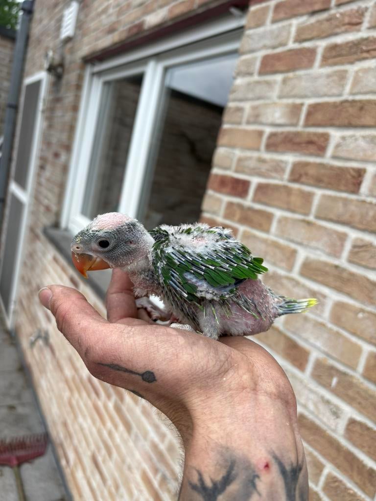 alexanderparkieten, Dieren en Toebehoren, Vogels | Parkieten en Papegaaien, Parkiet