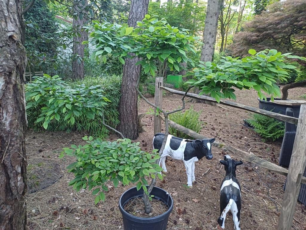 carpinus bonsai haagbeuk, Ophalen, Haagbeuk