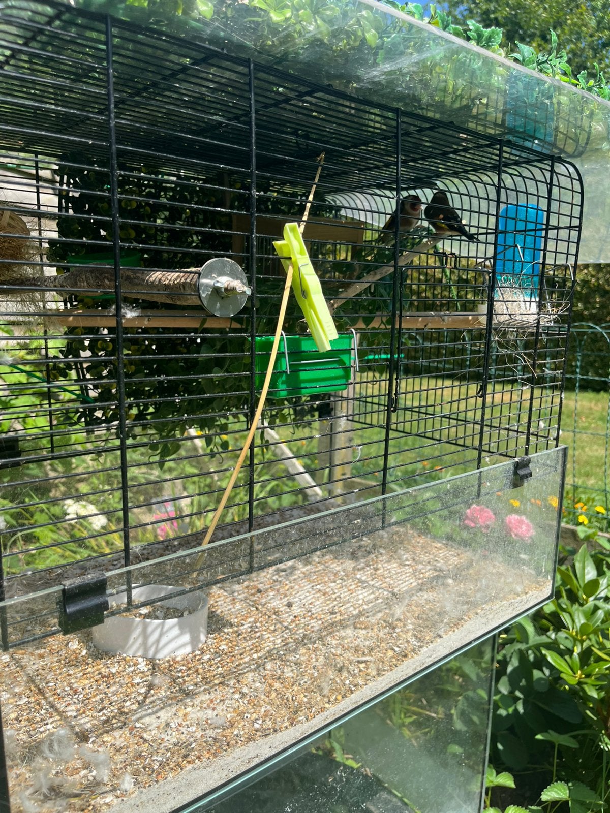 Koppel distelvink