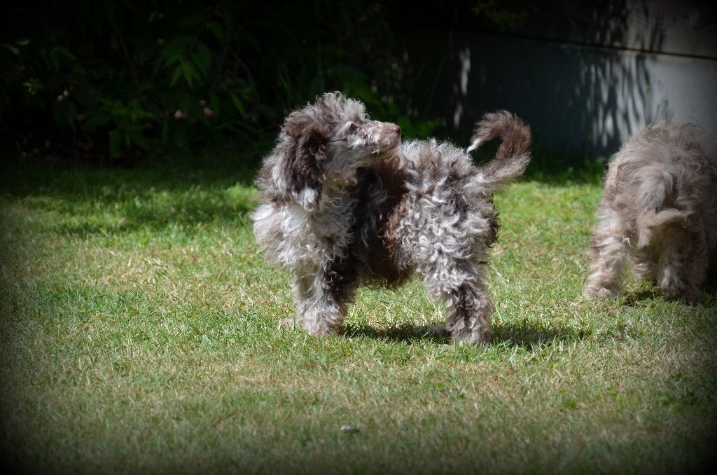 Chiots Caniche merle, 15 semaines à 1 an, Chien (mâle), Caniche, Maladie de Carré (chiens)