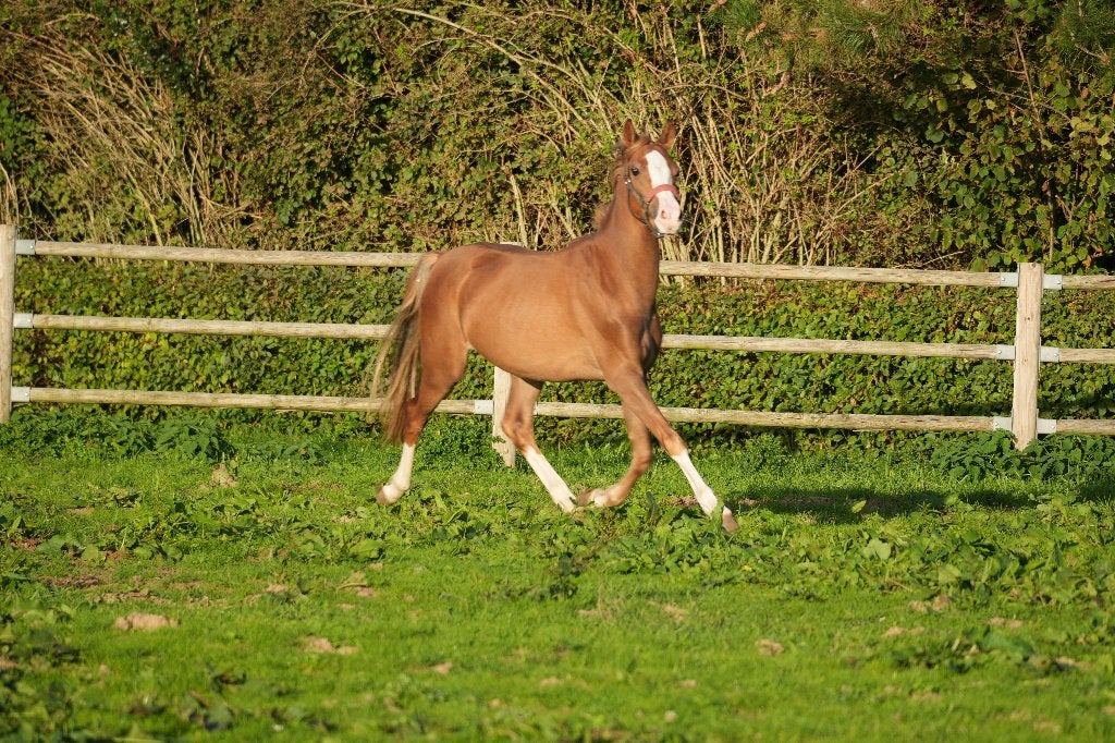 Welsh ruin, Avec pedigree, Poney C (1.27 m à 1.37m), Hongre, 0 à 2 ans