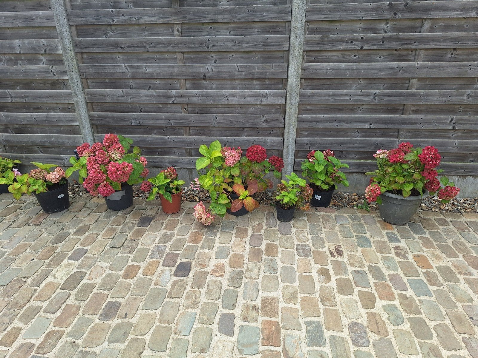 Hortensia in pot, Ophalen
