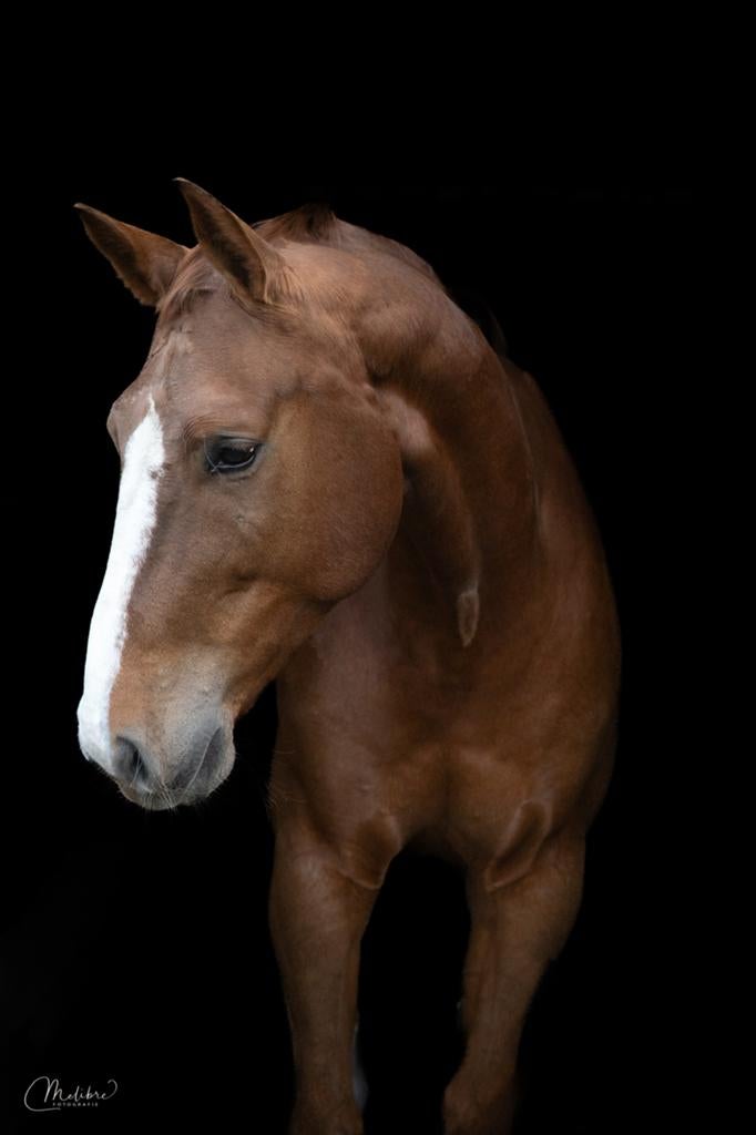 Prachtige brave merrie te koop, Dieren en Toebehoren, Merrie, Met stamboom, Springpaard, Niet van toepassing