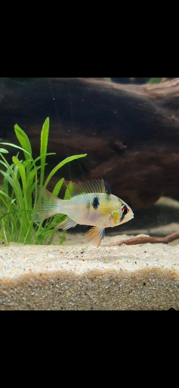 antennebaarsjes (2x) vissen, Dieren en Toebehoren, Vis, Zoetwatervis