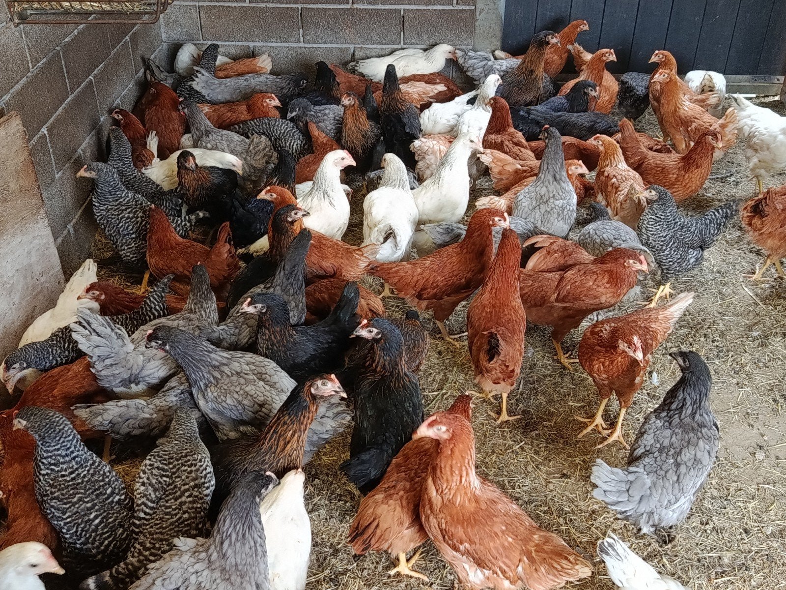 jonge legkippen promo !!, Dieren en Toebehoren, Kip