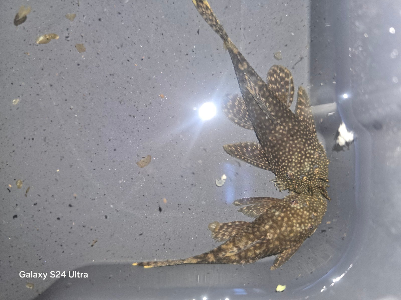 Bruine Ancistrus, Dieren en Toebehoren, Vissen | Aquariumvissen, Vis, Zoetwatervis, Schoolvis