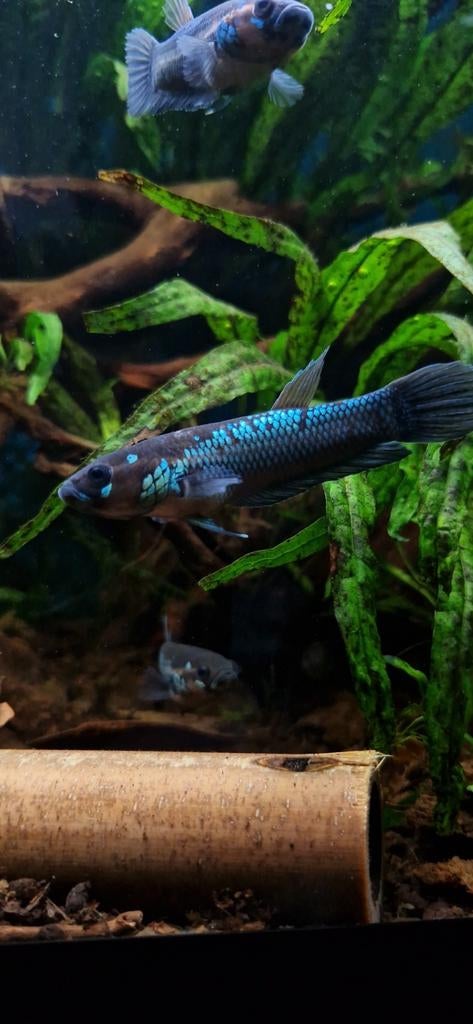betta ocellata sauvage, Poisson, Poisson d'eau douce