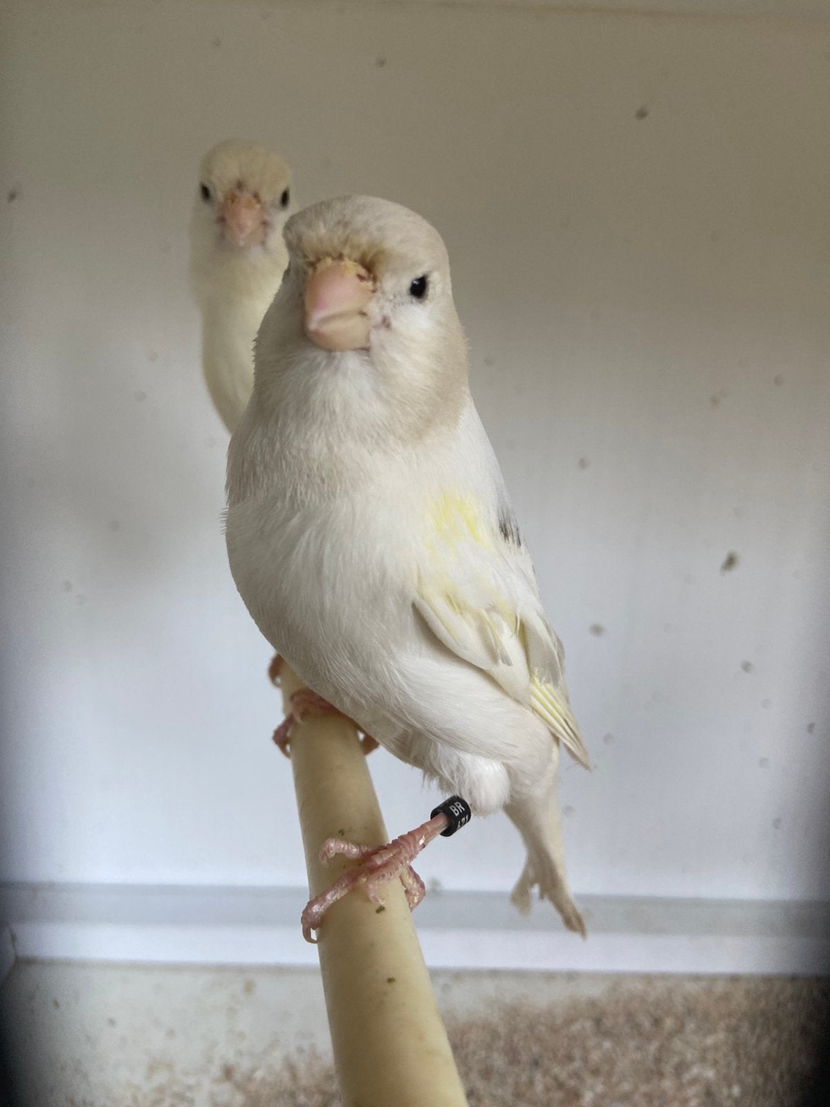 Koppeltje kanarie, Dieren en Toebehoren, Vogels | Kanaries, Meerdere dieren, Zangkanarie