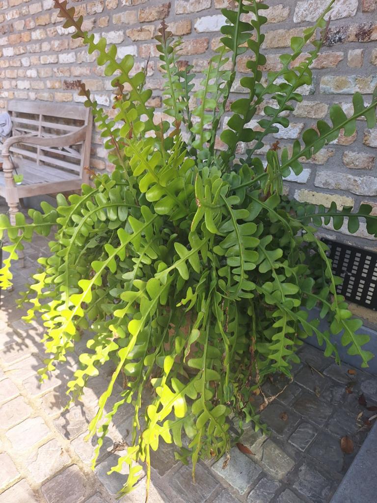 Magnifique cactus à feuilles de scie XL dans un vase en terr, Enlèvement