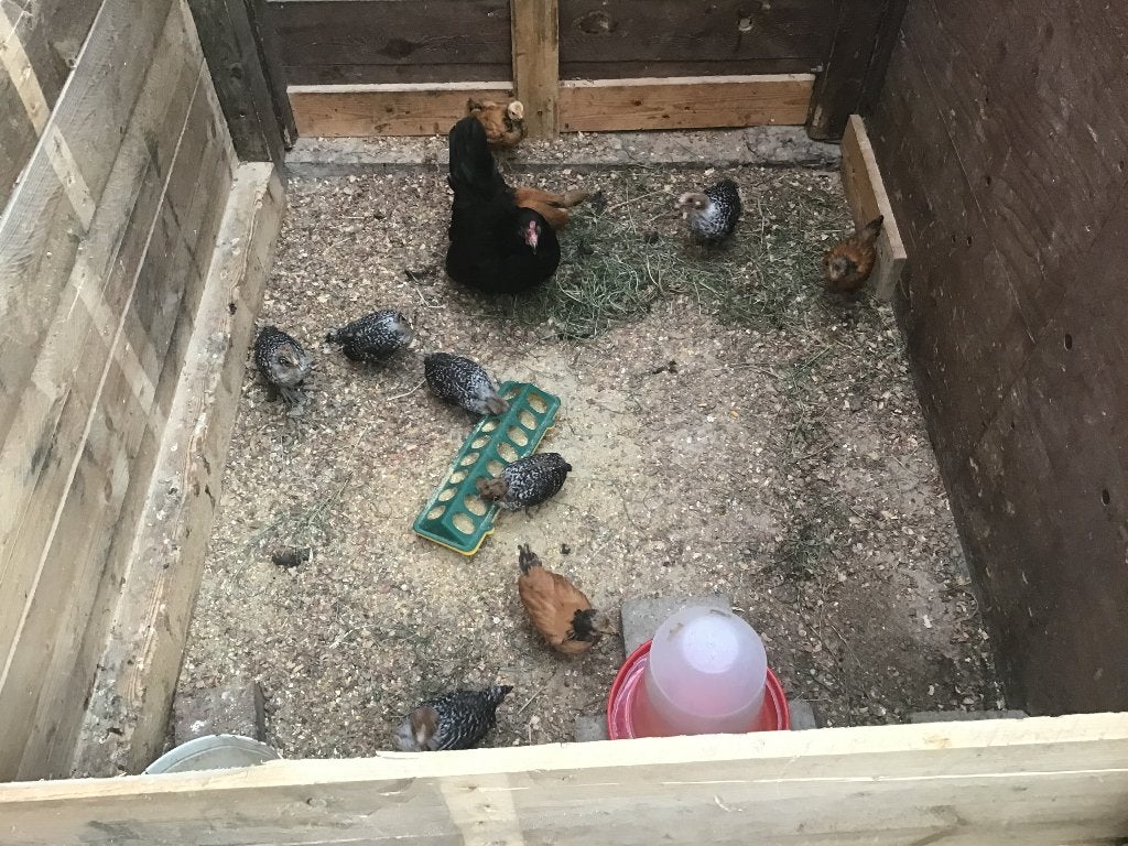 Jonge Zilverbrakel ( 5 hennen en 1 haan ), Femelle, Poule ou poulet