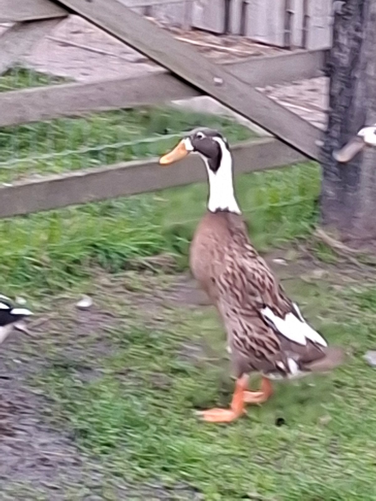 loopeend, Animaux & Accessoires, Femelle, Canard