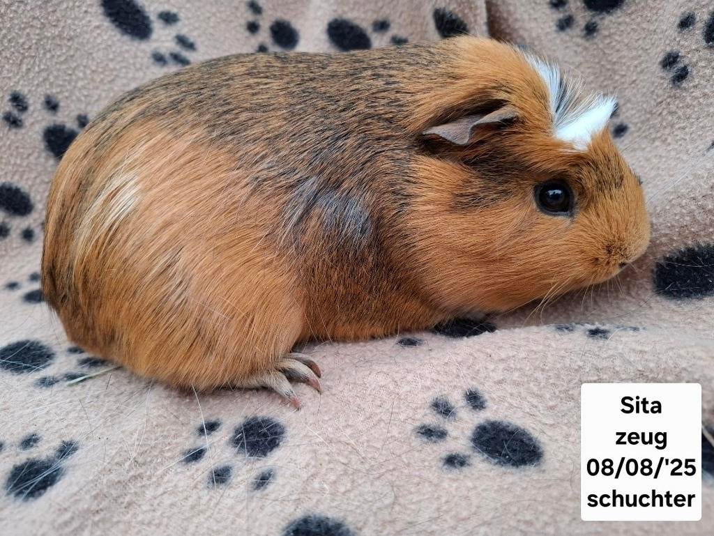 Cavia zeugen uit asiel, Mai, Femelle, Cobaye