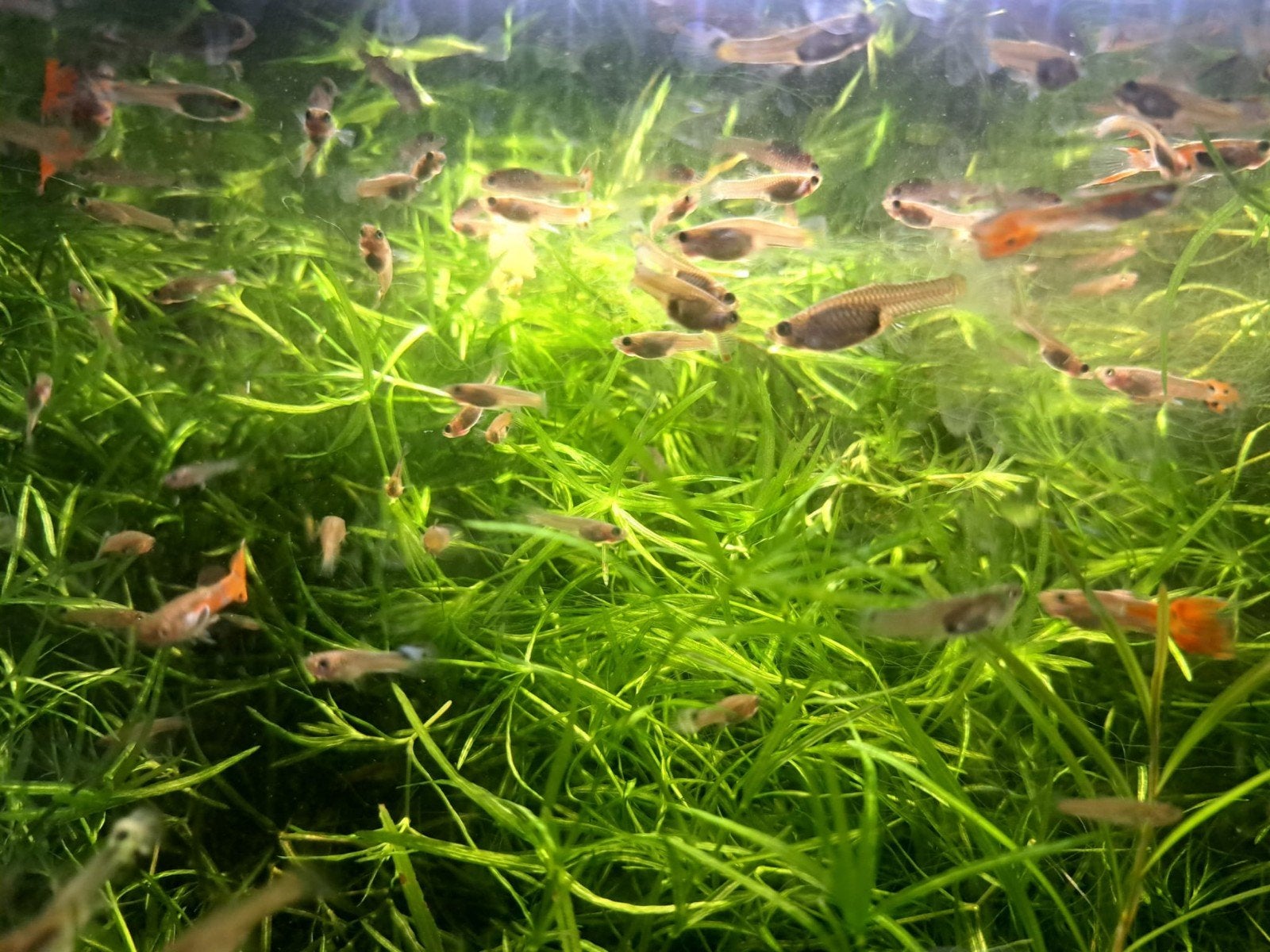 Kleurrijke Hybride Endler x Guppy (Wingei x Reticulata), Dieren en Toebehoren