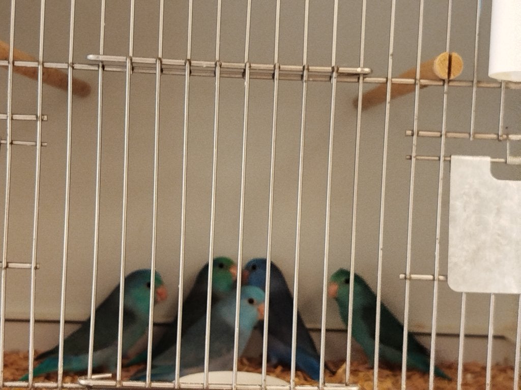 Forpussen, Animaux & Accessoires, Oiseaux | Perruches & Perroquets