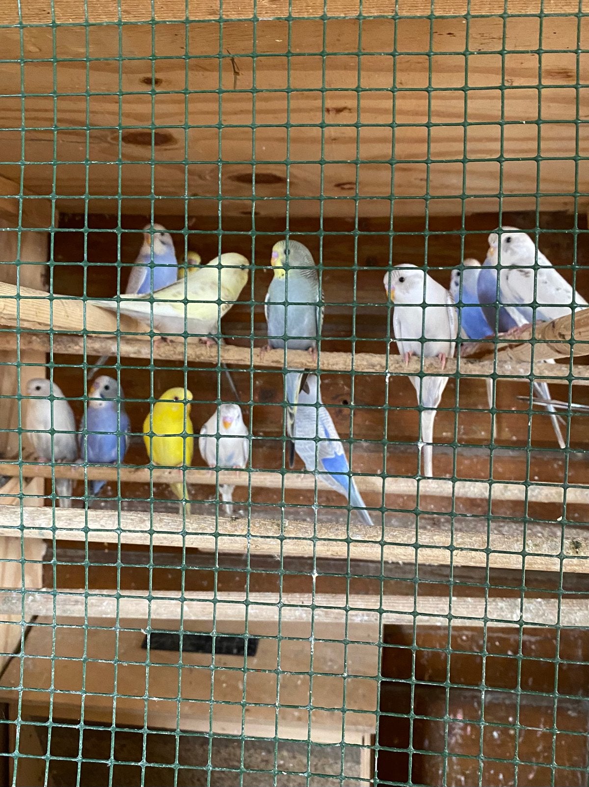 Jonge Parkieten, Dieren en Toebehoren, Geringd